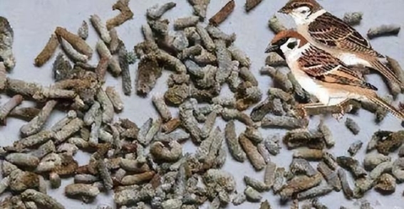 麻雀的神奇：从“四害”到药用珍品，探寻白丁香的奇妙之处