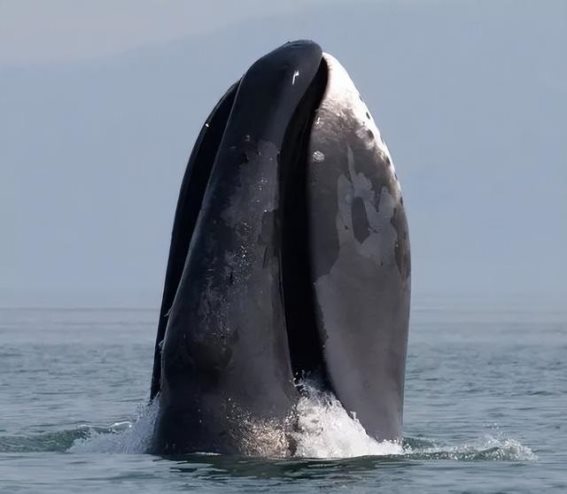 奇迹生命：地球上令人惊叹的长寿动物秘密揭晓