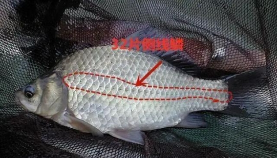 鲜为人知的鲫鱼之秘：别再错过这种不同凡响的进补食材