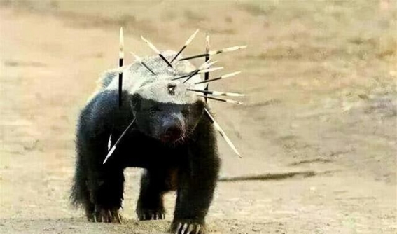 动物界的复仇者：智慧与报复的奇特结合