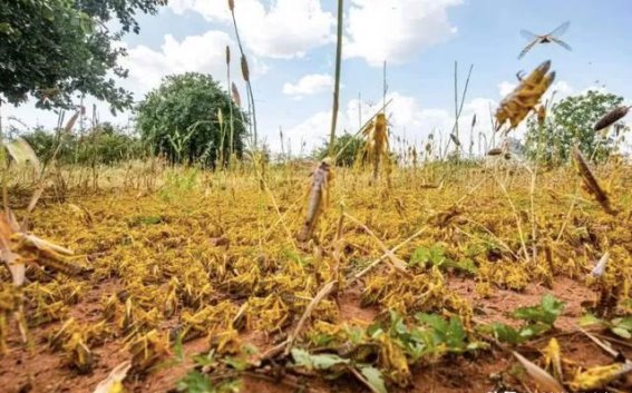 揭开“粮食杀手”蝗虫的神秘面纱