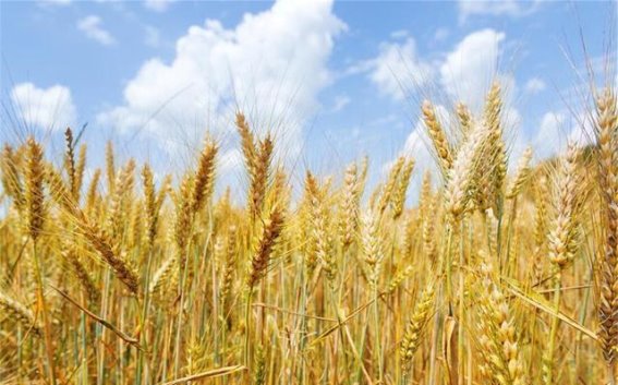 立夏时节的“三新”美味享受