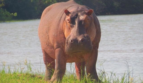 非洲“肉装战车”：河马的力量与霸气