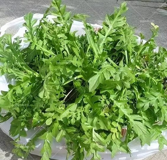 挖荠菜，蒸出春天的味道