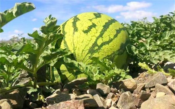 挑选顶级西瓜的6大秘籍，确保甜美多汁