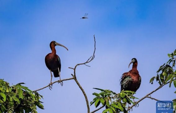 成都彩鹮数量观测创新高：生态保护成果的喜人成绩