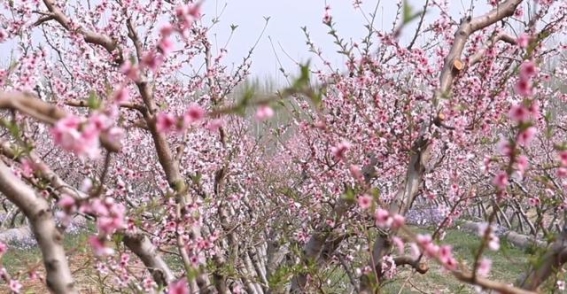 河北衡水：借花开美景，打造文旅融合新动能
