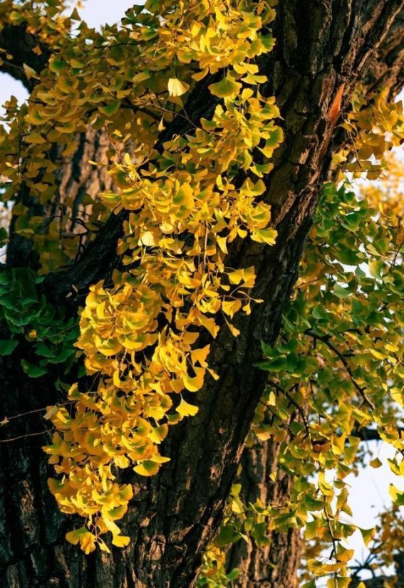 石景山的银杏“树王”：岁月的守护者与见证者