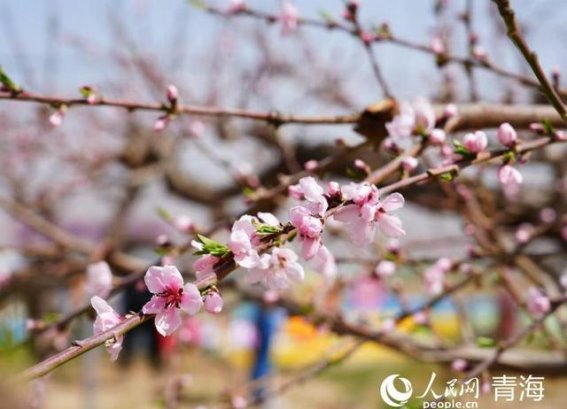 2025年青海民和桃花文化旅游季盛大开启