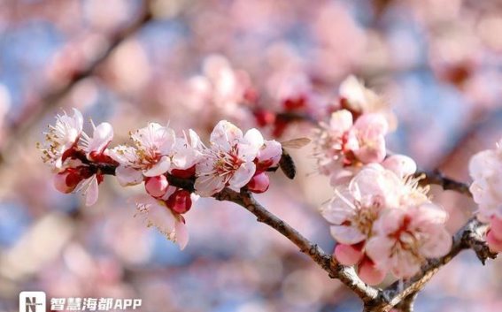 福州梅洋村的梅花盛开，寒冬中绽放的希望与美丽