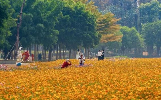 浪漫春日，佛山花海等你来探寻