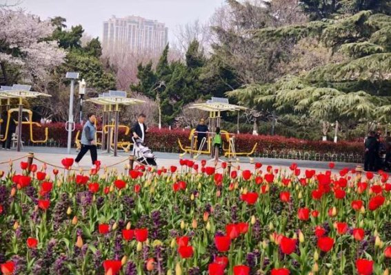 春日的花海：市北区五大赏花胜地探访