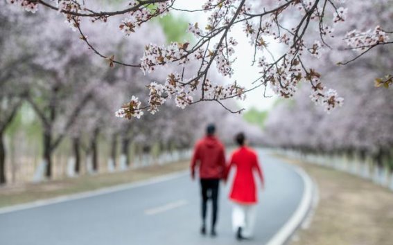 济南春花盛宴：四季花香，三个月的赏花之旅