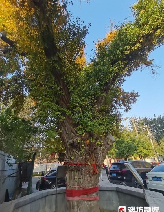 潍坊350岁银杏树：岁月见证的风华