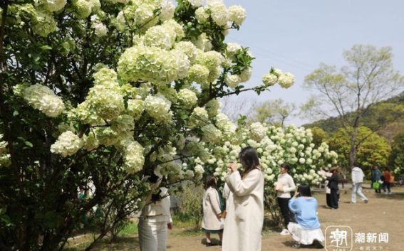 淡雅嫩绿，湘湖木绣球花开启春日盛宴