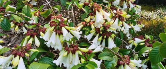 素白如雪，寄思清明——华南国家植物园清明花绽放