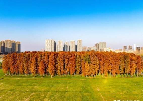 初冬建邺，水杉与白鹭共舞的诗意时光