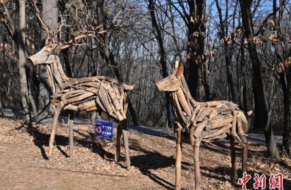 净月潭的枯枝雕塑：冬日自然的奇妙艺术