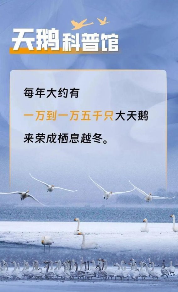 荣成的天鹅盛宴：秋冬时节的自然奇观