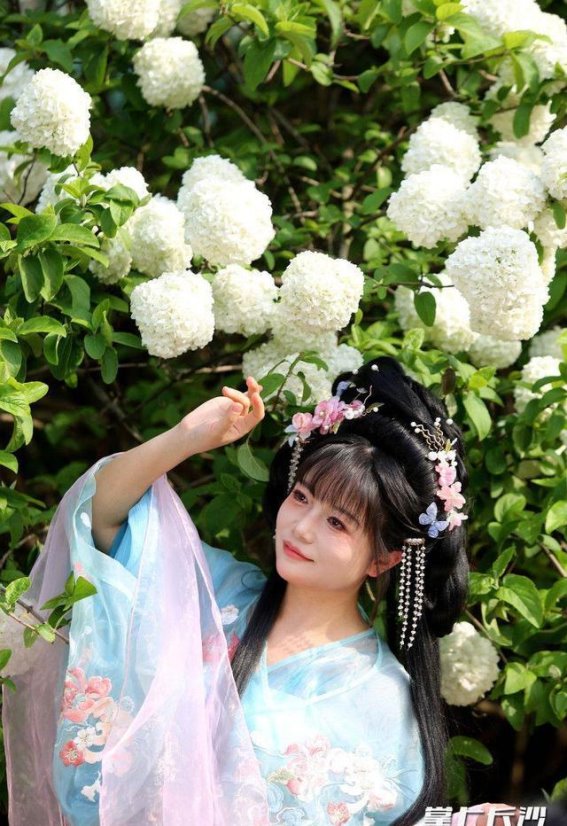 湖南烈士公园绣球花盛开，春日浪漫的完美打卡地