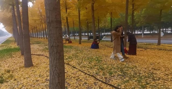 秋风拂过，银杏铺金——淄博柳泉北路桓台段的秋日画卷
