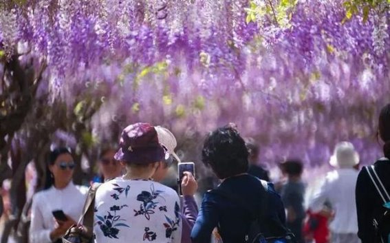 紫藤花海，镇江春日浪漫的秘境