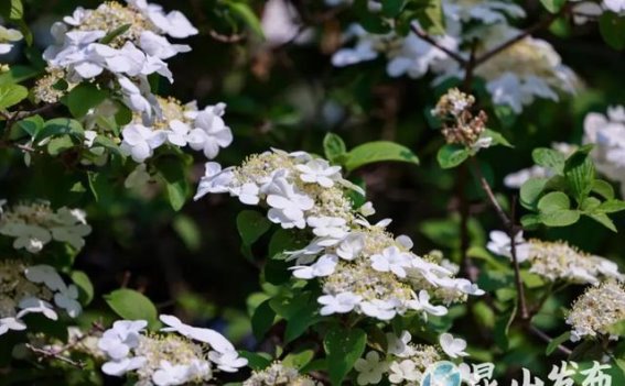 昆山琼花艺术嘉年华：春日花海中的文化盛宴