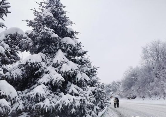冬雪秦岭：一场穿越时空的冬季之旅