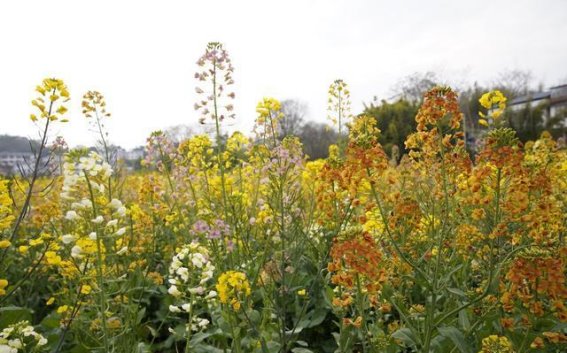 章贡区油菜花盛开，春日花海邀您共赏