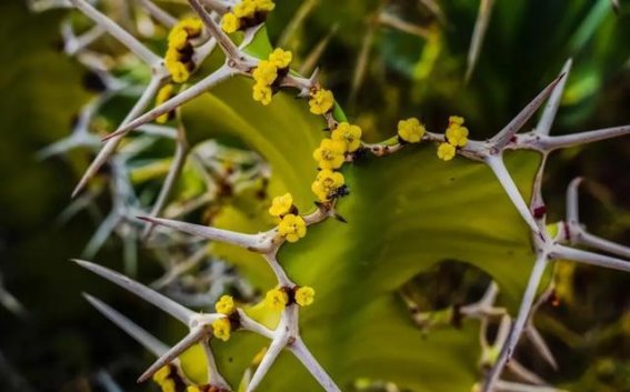 避免破财的五种花卉