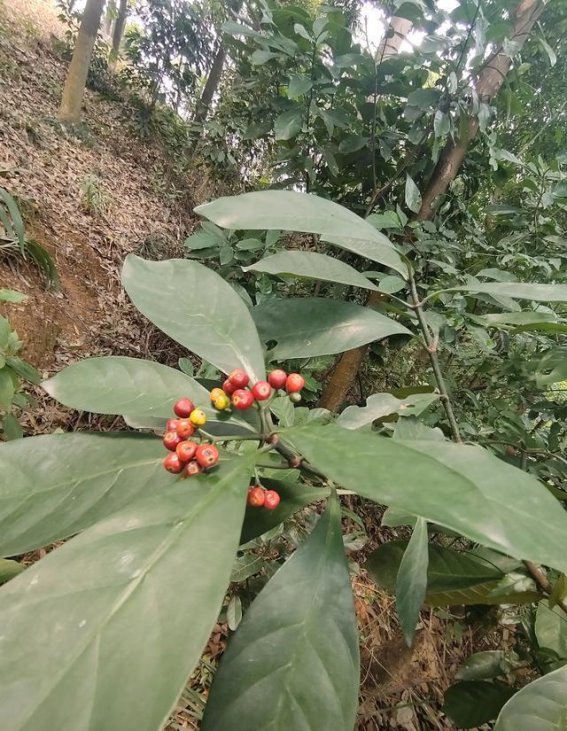 春光如织，踏青行