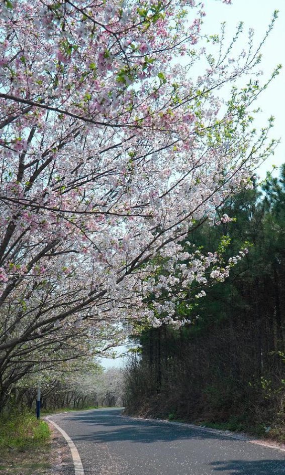 安陆樱花：春日中的浪漫邂逅