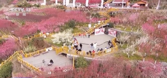 春光乍泄，花海与乡村经济共舞