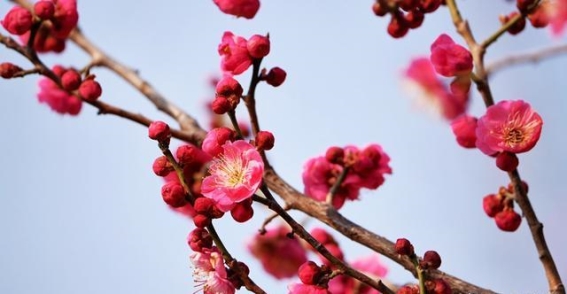 与梅花共赴春天的约定