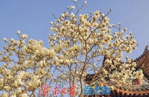 济南大明湖畔春光明媚，玉兰花与梅花争艳