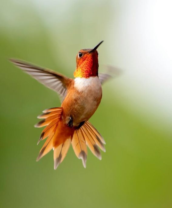 拍鸟热潮的兴起：从拍花到拍鸟的摄影风向转变
