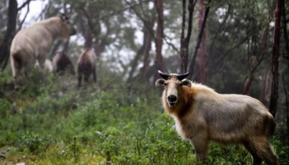 山野徒步安全指南：救援队长的宝贵经验