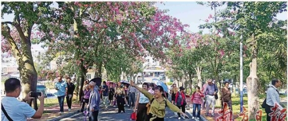 冬日暖阳照耀银湖，异木棉花开如霞