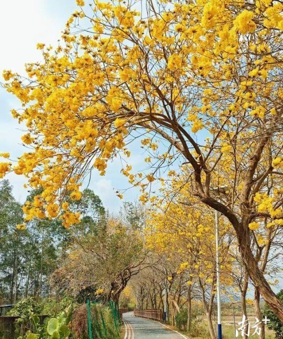 春光正好，信宜镇隆邀您走进花的世界