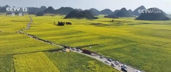 赏花经济推动乡村文旅发展 让流量变留量