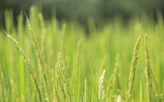 植物的再生奇迹：从韭菜到稻谷的生命力量植物再生的奇迹：从韭菜到稻谷的生命力量