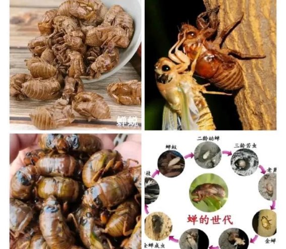 民间药引子的宝贵价值：不可忽视的自然药方