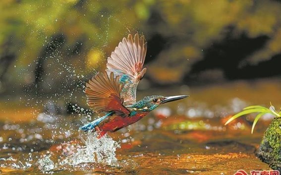 百鸟家园：人与自然和谐共生的生态典范