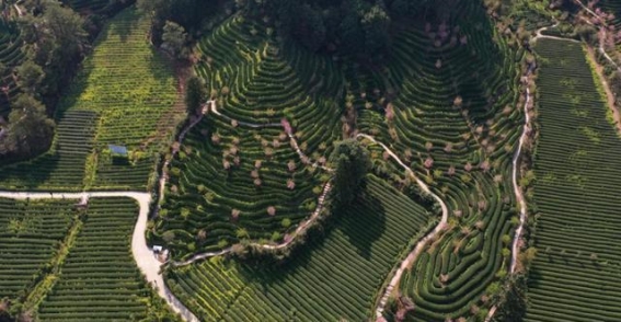 武夷山燕子窠：岩壁飞鸟与茶树共生的生态传奇