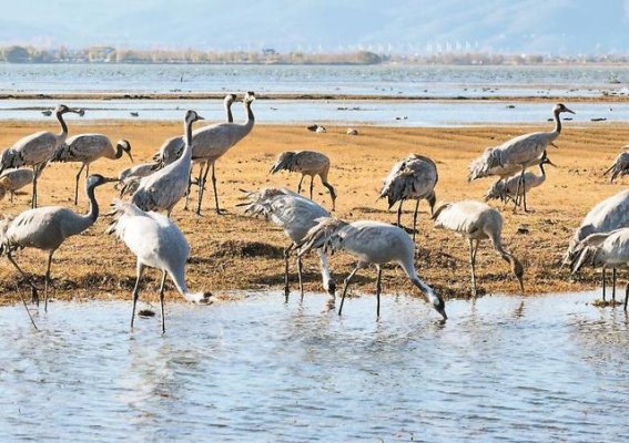灰鹤栖息拉市海，湿地保护重任在肩