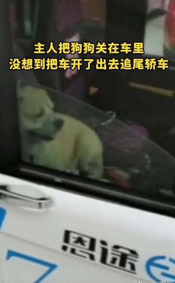 警示！夏日车内放狗成隐患，主人责任重大！