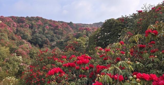百里杜鹃春日花海：多元体验与文旅融合，重塑春游新风景