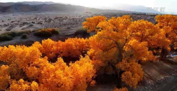 托克逊县胡杨林的金色篇章