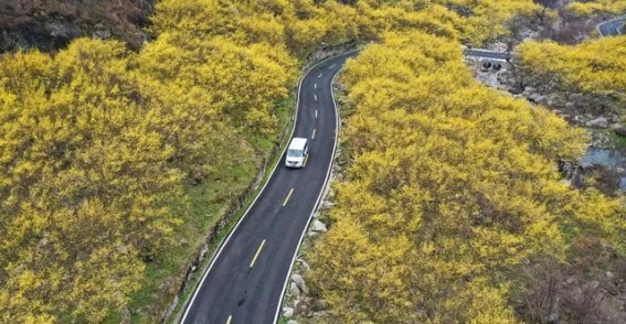 春意盎然，万亩花海与传统文化交织——2025老界岭伏牛山开山节开幕