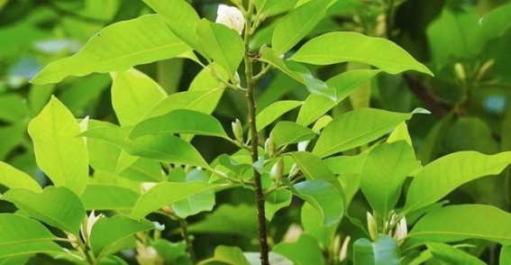 夏日邛崃的双重香韵 黄桷兰与栀子的故事